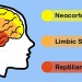 应用神经科学101